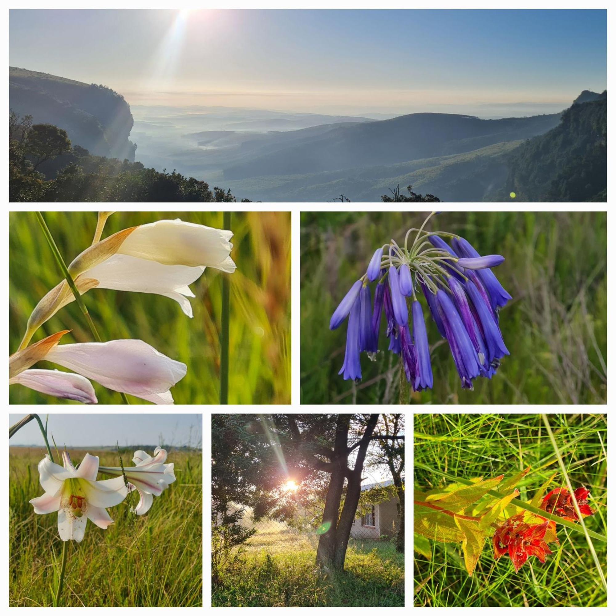 Mosswood Bed & Breakfast Graskop Eksteriør bilde